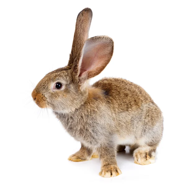 Brun kanin på vit bakgrund — Stockfoto