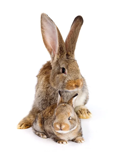 Madre conejo con conejito recién nacido — Foto de Stock