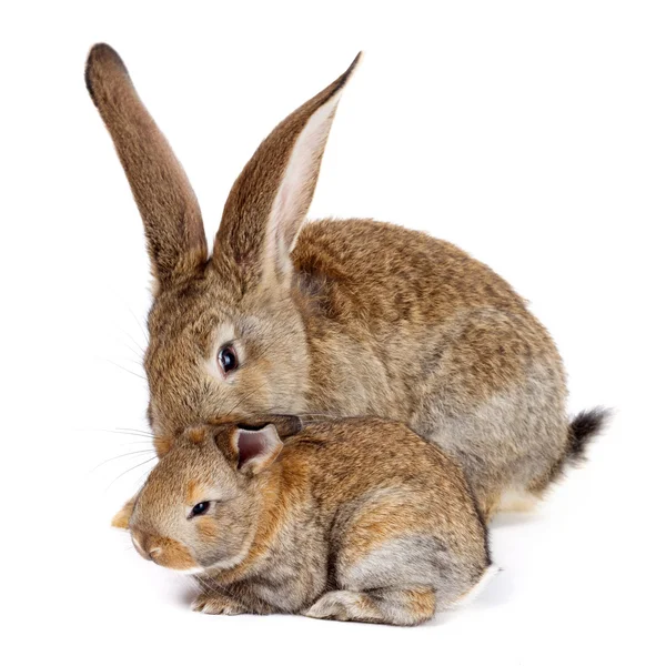 Кролик с новорождённым кроликом — стоковое фото