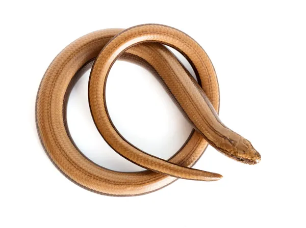 Slow worm or legless lizard — Stock Photo, Image