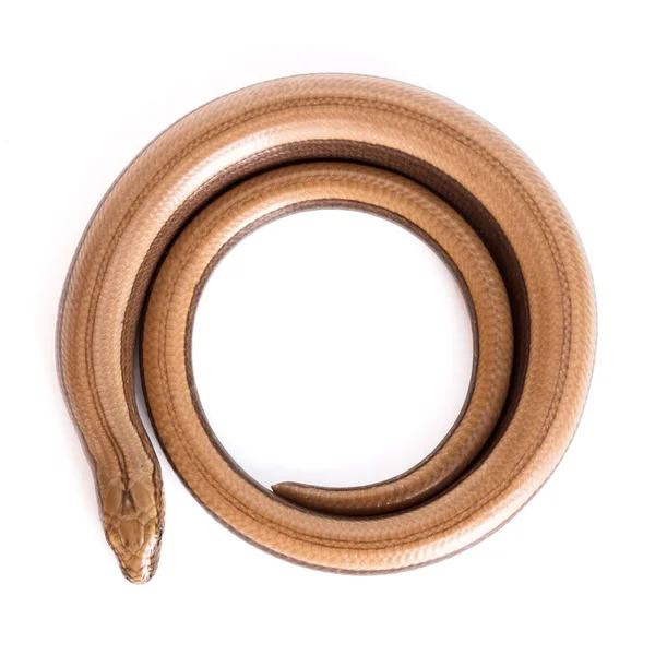 Slow worm or legless lizard — Stock Photo, Image