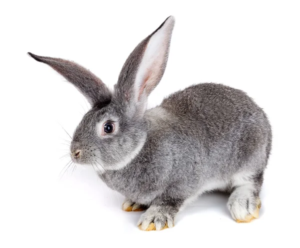 Grey rabbit on white background — Stock Photo, Image