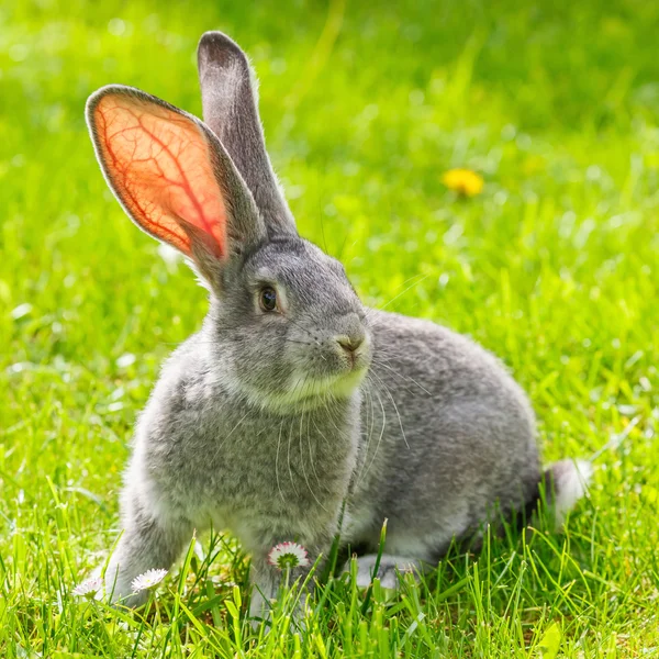 Grey rabbit in green grass — Stock Photo, Image