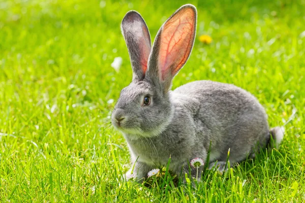 Grå kanin — Stockfoto