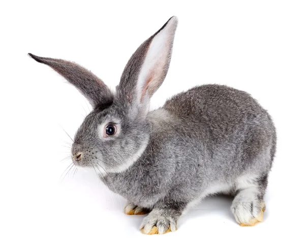 Grey rabbit on white background Royalty Free Stock Photos
