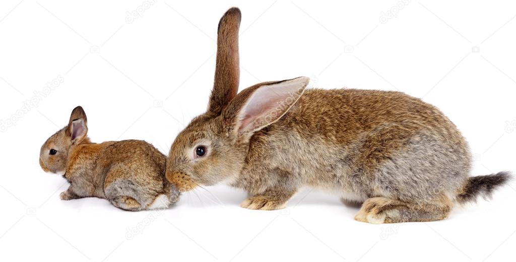 Mother rabbit with newborn bunny