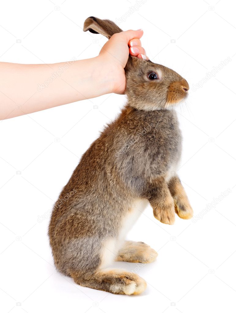 Hand holding a young brown rabbit