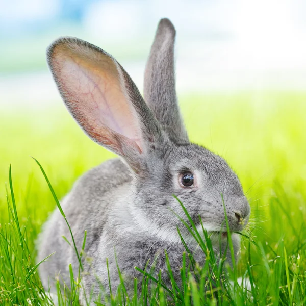 Gray rabbit — Stock Photo, Image