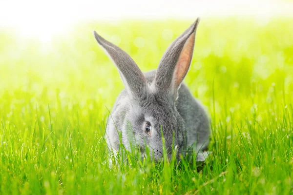 Grey rabbit in green grass — Stock Photo, Image