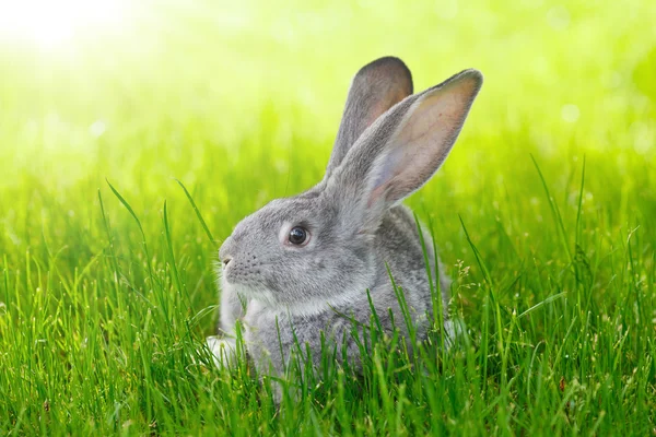 Gray rabbit — Stock Photo, Image