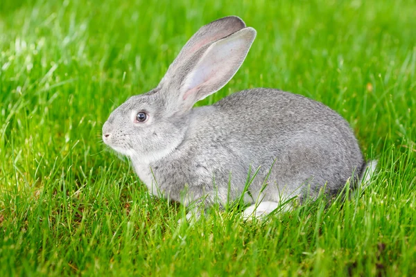 Gray rabbit — Stock Photo, Image