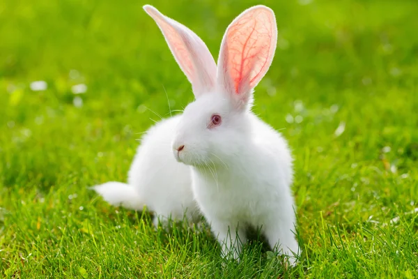 Weißes Kaninchen — Stockfoto