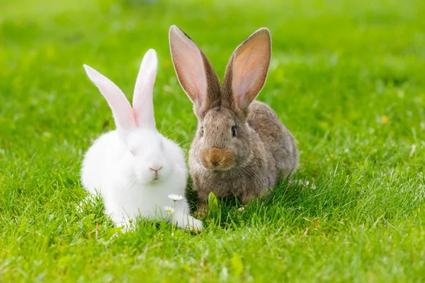 Два кролика в зеленой траве — стоковое фото