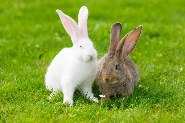 Два кролика в зеленой траве — стоковое фото
