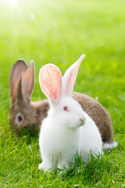 Zwei Kaninchen im grünen Gras — Stockfoto