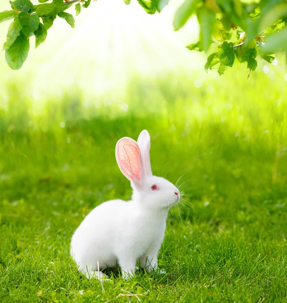 Weißes Kaninchen — Stockfoto