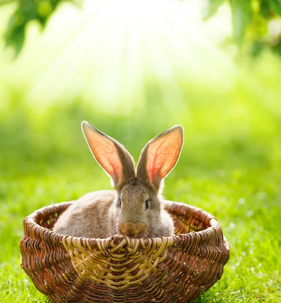 Braune Kaninchen — Stockfoto