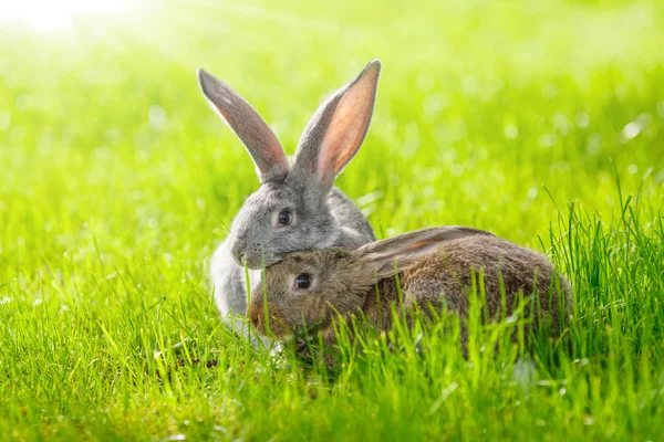 กระต่ายสองตัว — ภาพถ่ายสต็อก