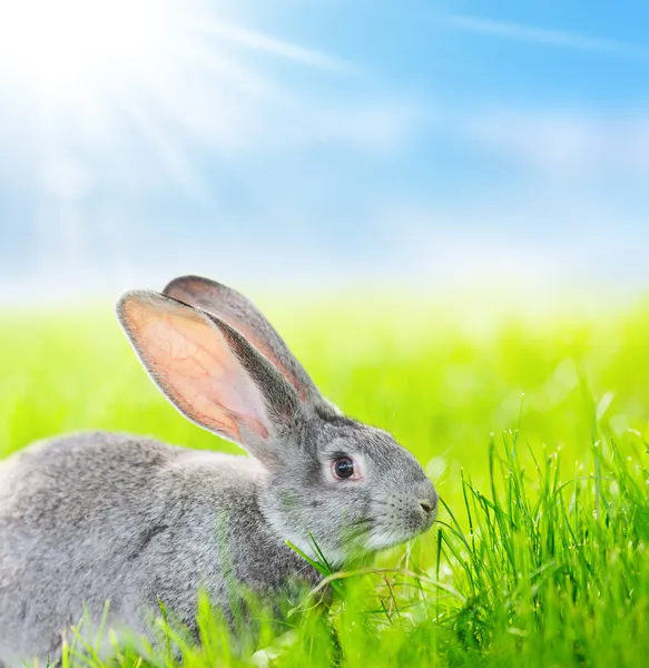 Gray rabbit — Stock Photo, Image