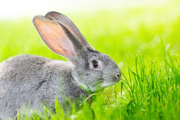 Portrait of gray rabbit — Stock Photo, Image