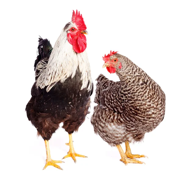 Rooster and chicken — Stock Photo, Image
