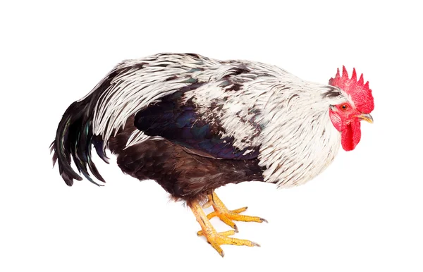 Rooster on white background — Stock Photo, Image