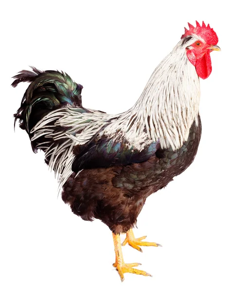 Rooster pada latar belakang putih — Stok Foto