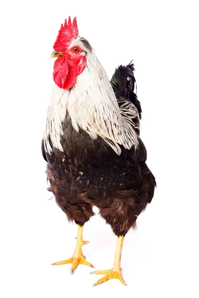 Rooster with white-black feathers — Stock Photo, Image