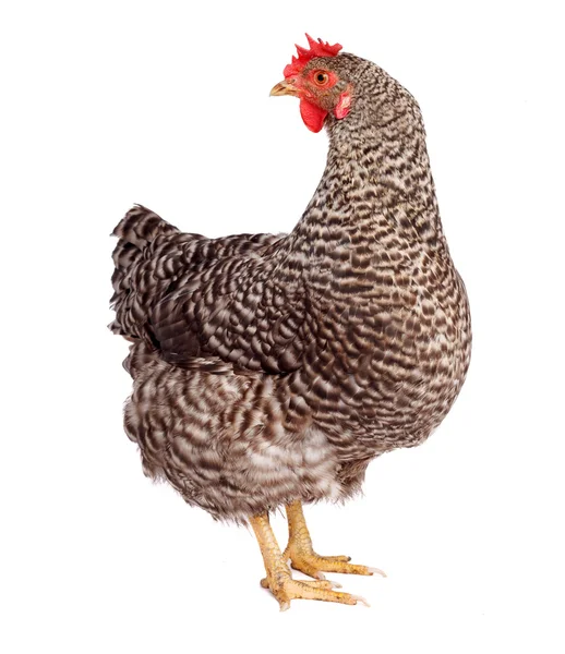 Speckled chicken — Stock Photo, Image