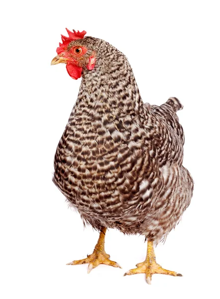 Speckled chicken — Stock Photo, Image