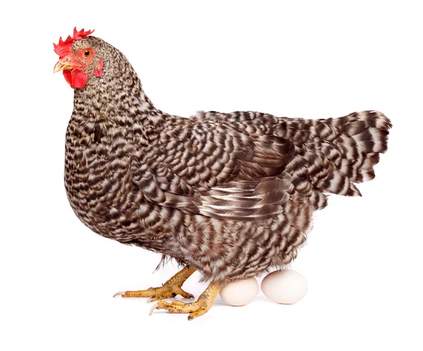 Speckled chicken with eggs — Stock Photo, Image