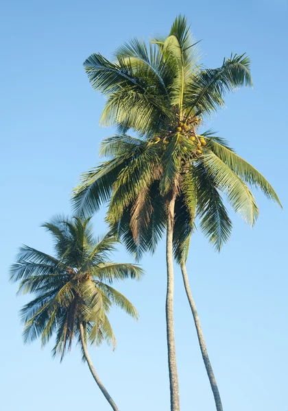 Palmbomen tegen een mooie heldere hemel — Stockfoto