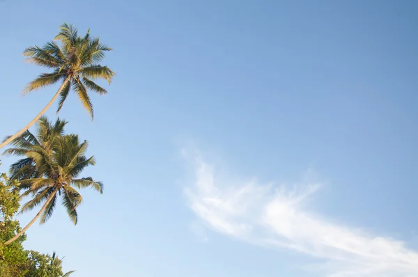 Palm trees against a beautiful clear sky — Stock Photo, Image