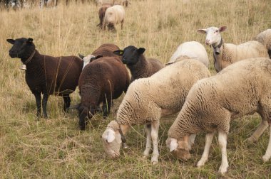 Brown Sheep and White Sheep with Ear Chips grazing in a field in Switzerland