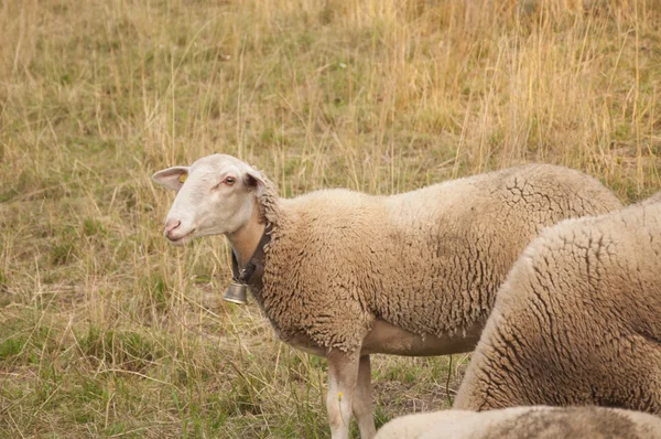 Hermosa oveja blanca con chip de oído en Suiza al atardecer —  Fotos de Stock