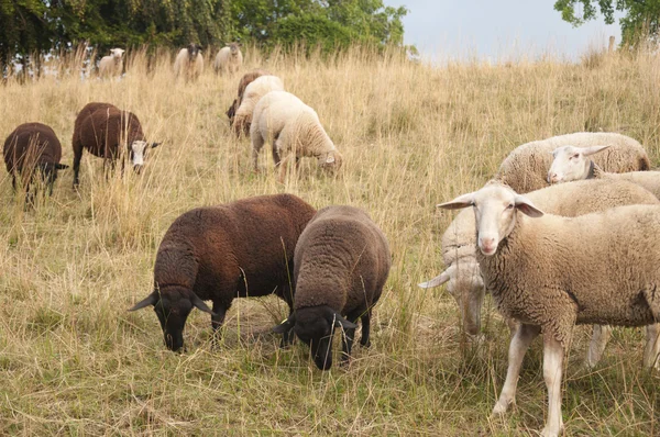 Owce białe i brązowe owce na pastwisku w polu w Szwajcarii — Zdjęcie stockowe