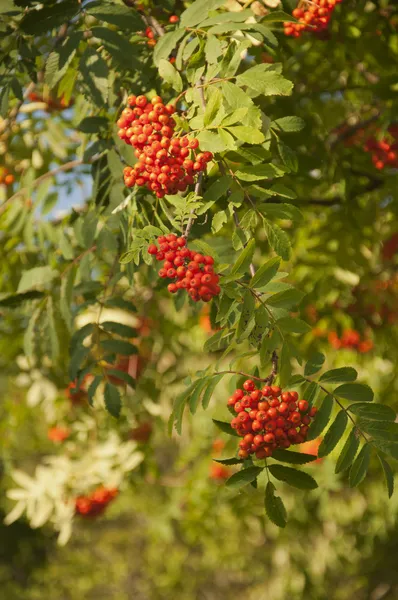 Pyracantha firethorn orange bär — Stockfoto