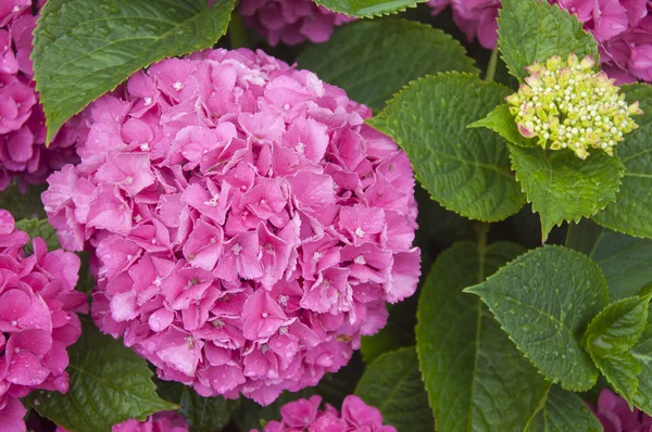 Hydrangea