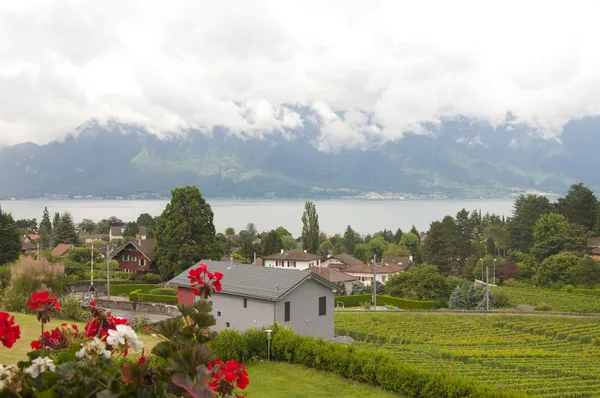 Maisons et géraniums au milieu des vignobles — Photo