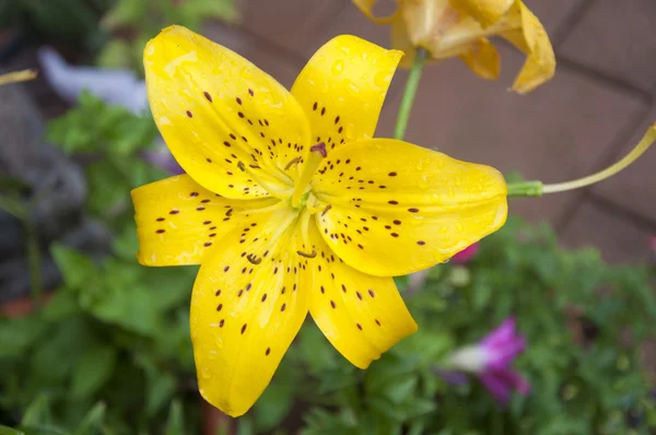 Gul tiger lily — Stockfoto