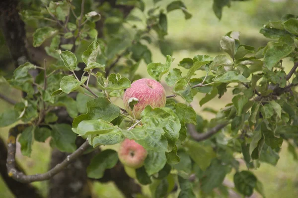 Manzanas — Foto de Stock