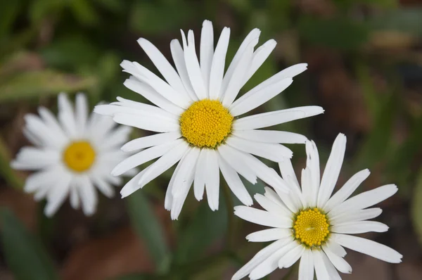 A Bunch of White Daisies — Stock Photo, Image