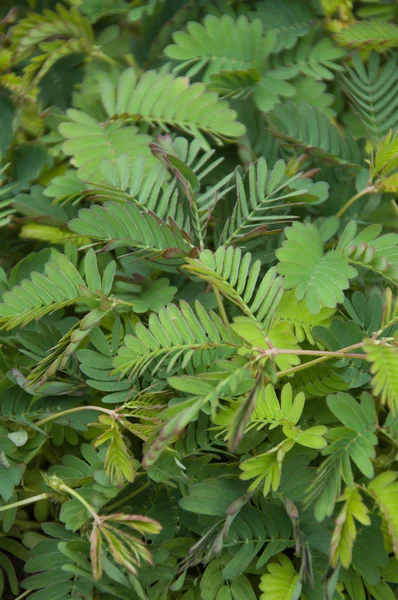 Mimosa Sensitiva Vivace — Foto de Stock