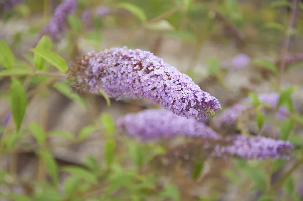 Fragrant Lilac Bush in Bloom — Stock Photo, Image