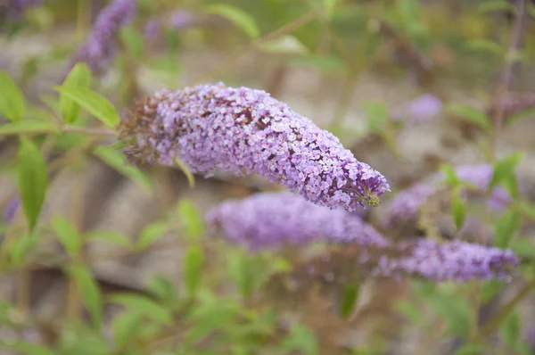 Doftande lila bush i blom — Stockfoto