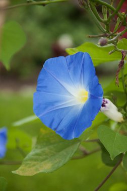 Mavi Ipomoea