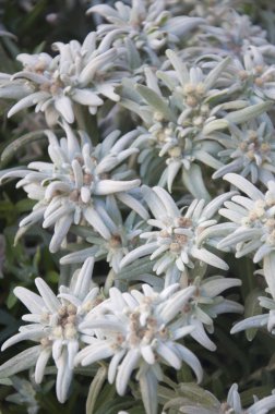 edelweiss dağ çiçekleri bir demet