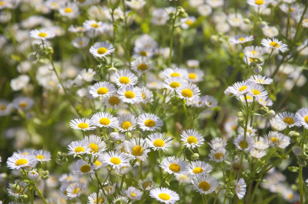 A Bed of White Daisies — Stock Photo, Image