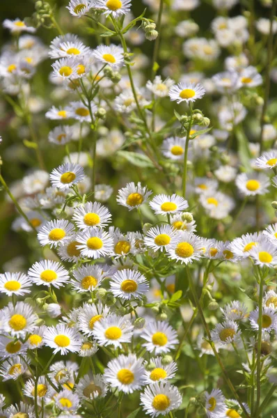 A Bed of White Daisies — Stock Photo, Image