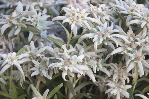 エーデルワイス山の花の束 — ストック写真